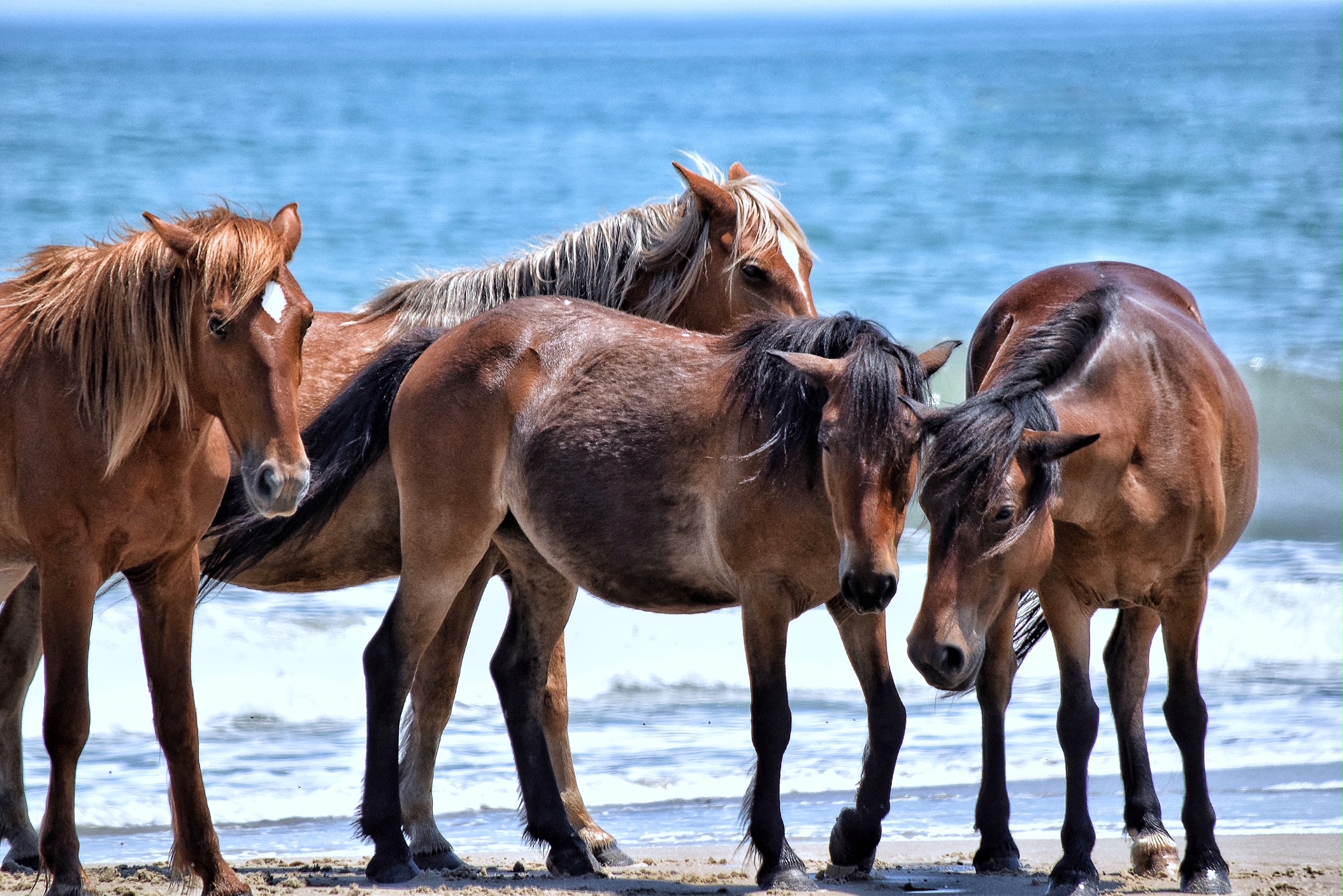 “Bathing Beauties” by Renee Williams